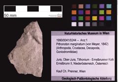 Foto (Objekt + Etiketten) von Pithonoton marginatum (von Meyer, 1842) (NHMW-GEO-1990-0041-0244)